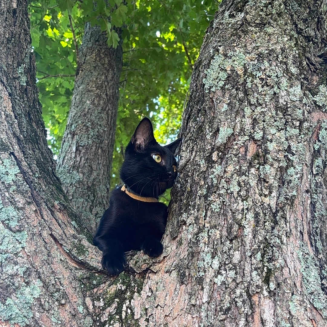 Hellboy joined the competition — help win amazing prizes! alert, animal, bark, black_cat, branch, cat, climbing, collar, curious, daylight, fur, green, leaves, looking, mammal, nature, outdoor, pet, tree, wildlife