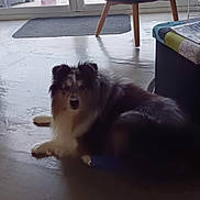 Harry a rejoint le concours — aidez-le/la à gagner de superbes lots ! dog, indoor, floor, chair, cushion, towel, glass_door, garden, grass, hedge, furniture, pet, canine, relaxed, looking, cozy, daylight, window, home, living_room