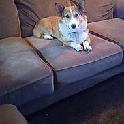 Fred is registered to the contest to win money with this photo: animal, brown, canine, carpet, companion, corgi, couch, cute, dog, domestic_animal, ears, fur, furniture, home, indoor, laying_down, living_room, pet, relaxed, white