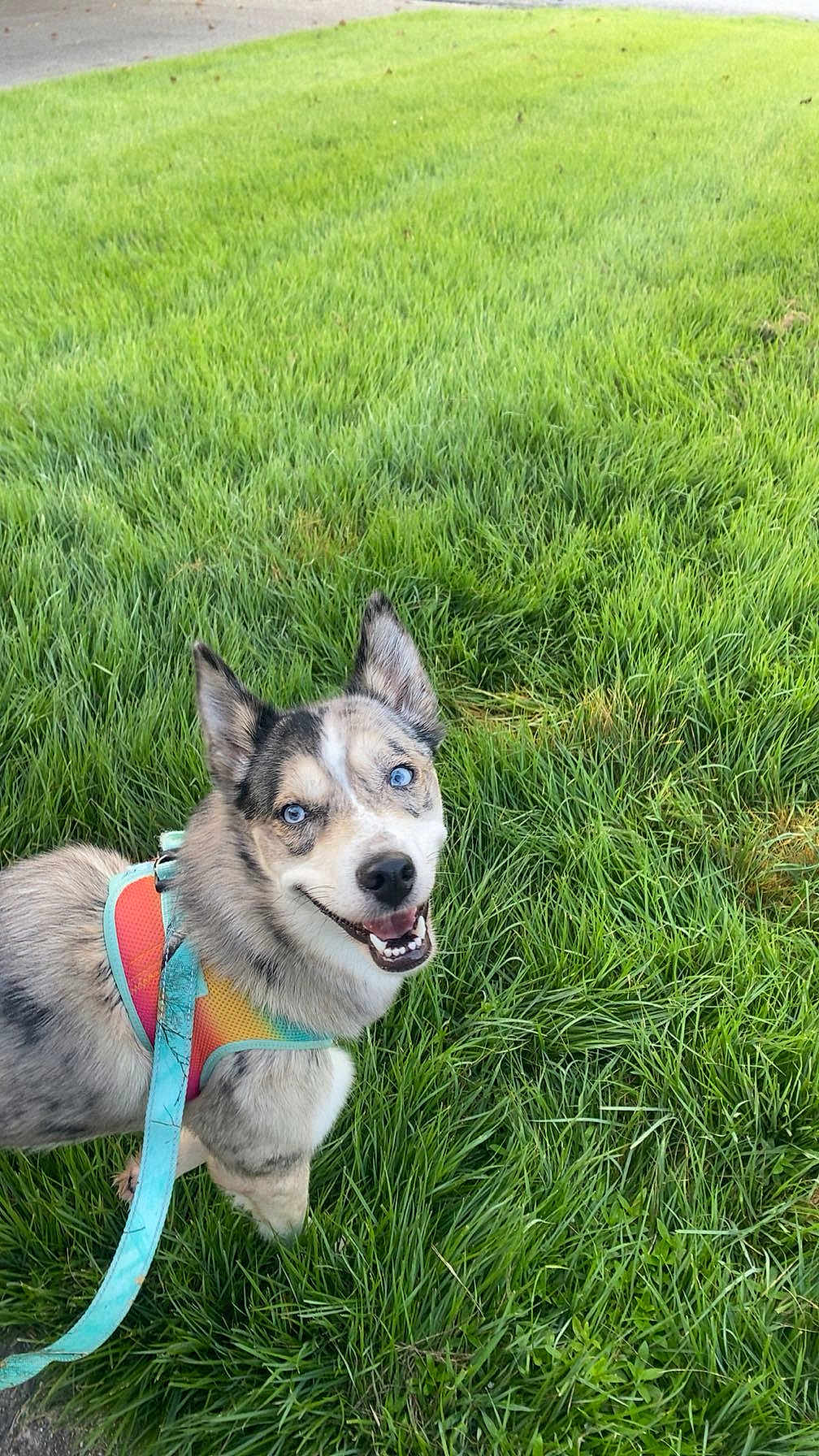 Ivy is registered to the contest to win money with this photo: animal, blue_eyes, canine, closeup, daylight, dog, friendly, fur, grass, greenery, happy, harness, leash, nature, outdoor, park, pet, playful, smiling, walking