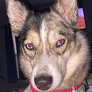 Ivy is registered to the contest to win money with this photo: alert, animal, blue_eyes, canine, close_up, companion, cute, dog, domestic_animal, ears, fur, harness, house, indoor, looking_at_camera, muzzle, pet, portrait, snout, whiskers