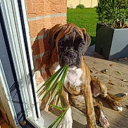 Albane participe au concours pour gagner de l'argent avec cette photo : dog, puppy, boxer, brindle, leaf, greenery, brick_wall, doorway, sunlight, outdoor, grass, plant_pot, curious, pet, animal, young_dog, paw, resting, shadow, nature