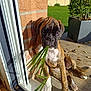 dog, puppy, boxer, brindle, leaf, greenery, brick_wall, doorway, sunlight, outdoor, grass, plant_pot, curious, pet, animal, young_dog, paw, resting, shadow, nature