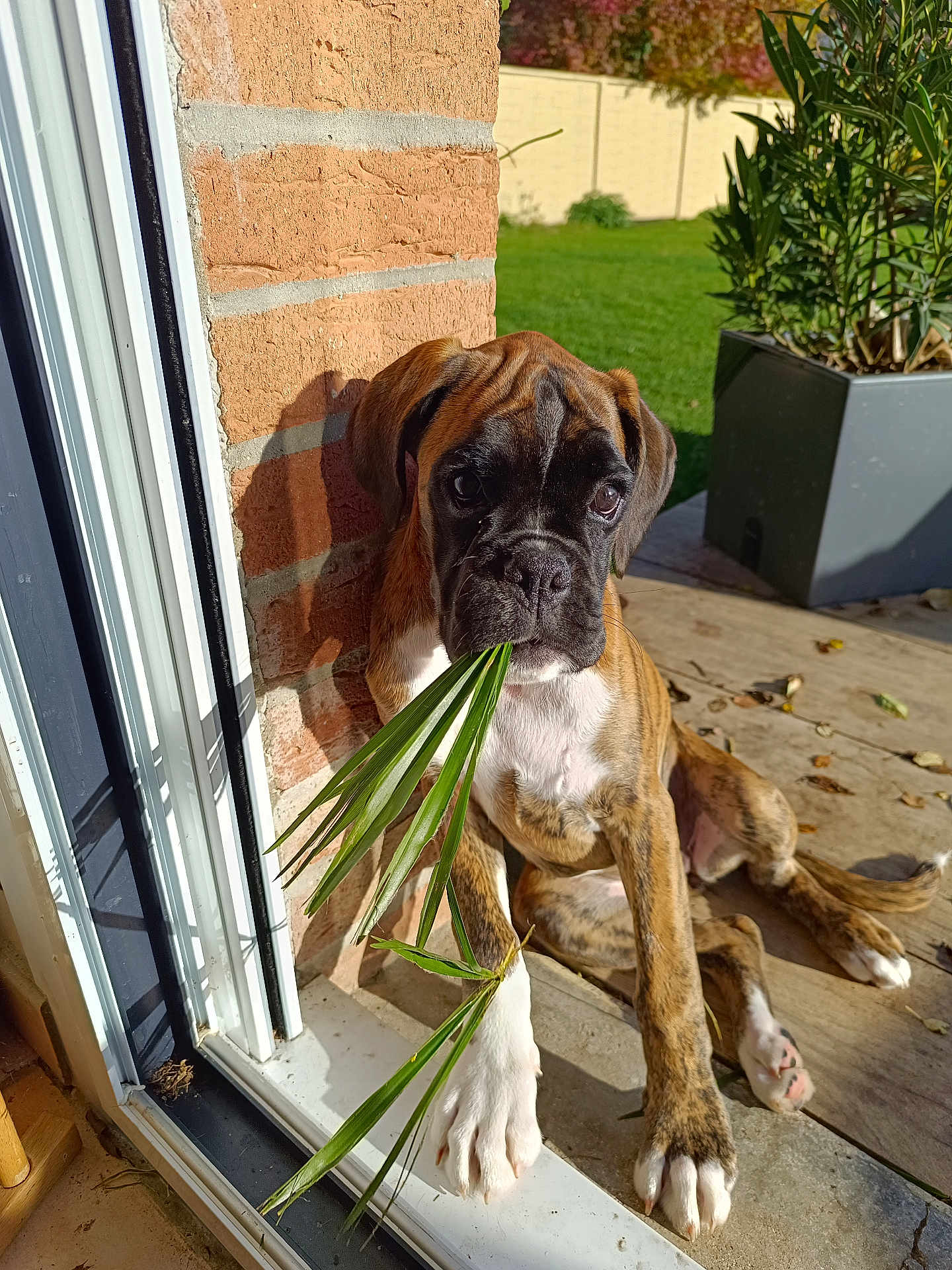 Albane participe au concours pour gagner de l'argent avec cette photo : dog, puppy, boxer, brindle, leaf, greenery, brick_wall, doorway, sunlight, outdoor, grass, plant_pot, curious, pet, animal, young_dog, paw, resting, shadow, nature