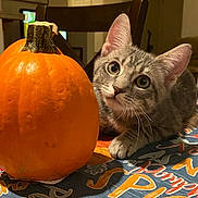 Zeke is registered to the contest to win money with this photo: cat, kitten, pumpkin, tablecloth, indoor, curious, gray_tabby, animal, pet, fall, autumn, decor, cozy, home, furniture, chair, closeup, cute, whiskers, eyes