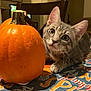 cat, kitten, pumpkin, tablecloth, indoor, curious, gray_tabby, animal, pet, fall, autumn, decor, cozy, home, furniture, chair, closeup, cute, whiskers, eyes