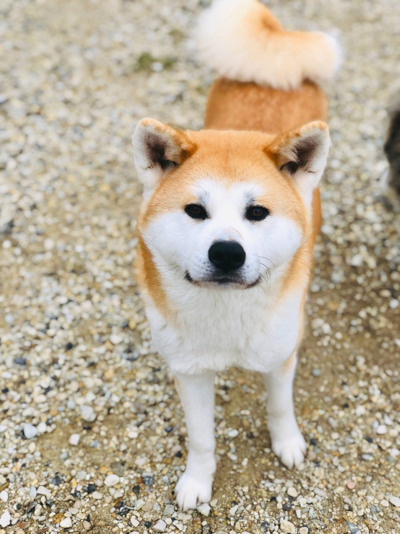 Shina a rejoint le concours — aidez-le/la à gagner de superbes lots ! ancient_dog_breeds, canidae, carnivore, collar, companion_dog, dog, dog_breed, fawn, fur, non_sporting_group, snout, sporting_group, tail, terrestrial_animal, working_animal, working_dog