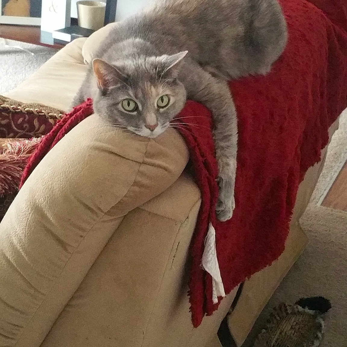 Bella