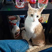 Minnie is registered to the contest to win money with this photo: cat, indoor, carpet, foot, sock, jeans, table, spray_bottle, glass, container, shoe, curious, pet, domestic_animal, household_items, clutter, sitting, closeup, furniture, floor