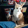 cat, indoor, carpet, foot, sock, jeans, table, spray_bottle, glass, container, shoe, curious, pet, domestic_animal, household_items, clutter, sitting, closeup, furniture, floor