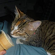 Joni is registered to the contest to win money with this photo: cat, tabby, ice_cream, cone, hand, indoor, bed, blanket, curious, pet, feline, striped, close_up, sniffing, animal, cute, collar, relaxed, soft_lighting, person