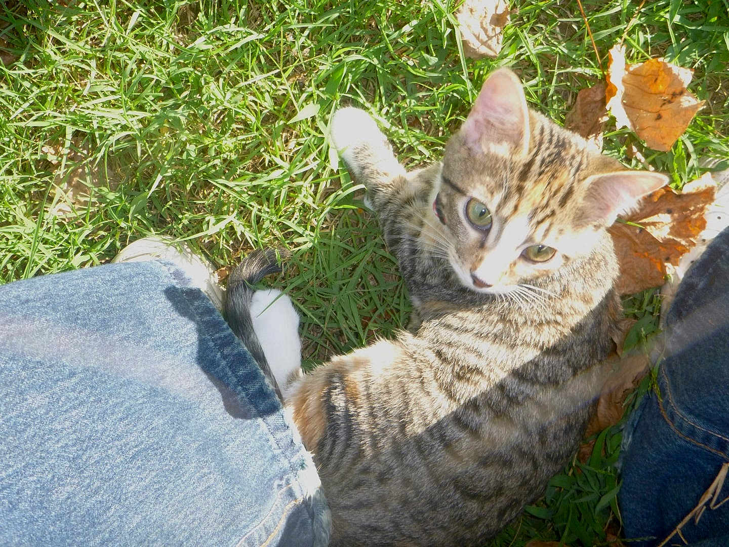 Joni
