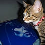 cat, tabby_cat, collar, pet, animal, feline, album_cover, music, portrait, blue, indoor, curious, whiskers, closeup, face, striped, domestic_cat, soft_light, joi_mitchell, bedspread