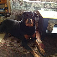 Sasha is registered to the contest to win money with this photo: