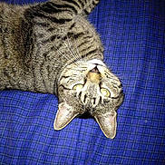 Brat joined the competition — help win amazing prizes!