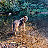 Diesel joined the competition — help win amazing prizes! dog, water, creek, forest, trees, nature, outdoor, animal, pet, canine, sunlight, reflection, calm, shallow_water, rocks, leaves, wildlife, scenery, daytime, peaceful
