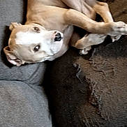 Hannah joined the competition — help win amazing prizes! dog, couch, pet, indoor, resting, brown, white, fur, animal, canine, relaxed, furniture, cozy, living_room, blanket, home, domestic, sleepy, comfort, side_eye