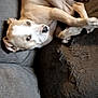 dog, couch, pet, indoor, resting, brown, white, fur, animal, canine, relaxed, furniture, cozy, living_room, blanket, home, domestic, sleepy, comfort, side_eye