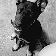 Nero joined the competition — help win amazing prizes! puppy, dog, black_and_white, pet, sitting, looking_up, floor, curious, close_up, ears, paw, young_animal, canine, indoor, human_leg, monochrome, cute, animal, portrait, companion