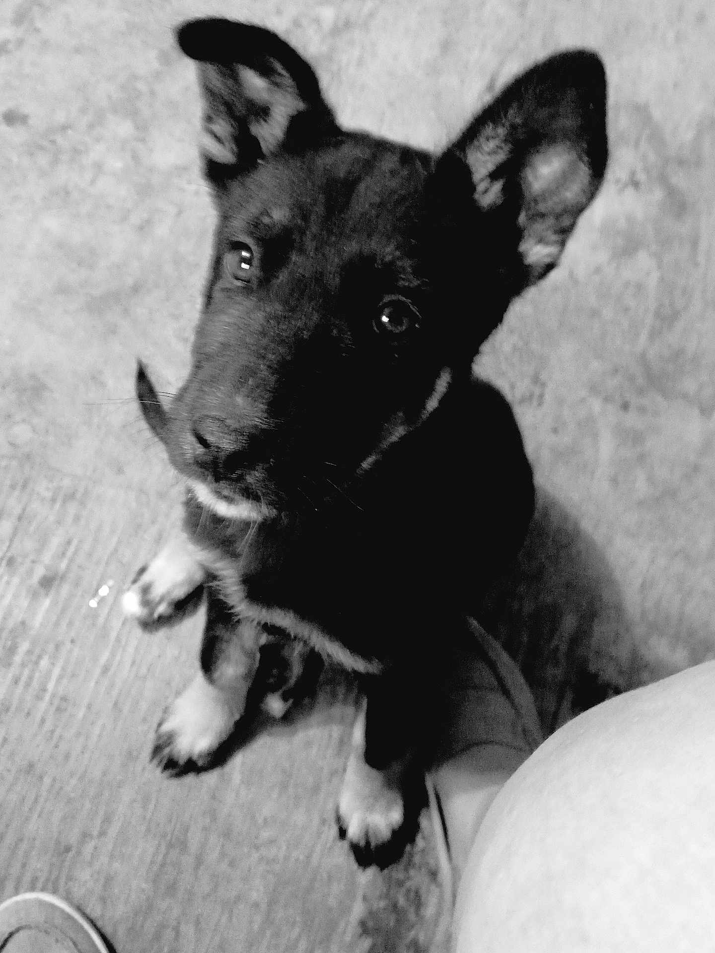 Nero joined the competition — help win amazing prizes! puppy, dog, black_and_white, pet, sitting, looking_up, floor, curious, close_up, ears, paw, young_animal, canine, indoor, human_leg, monochrome, cute, animal, portrait, companion