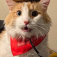 Buddy joined the competition — help win amazing prizes! cat, orange_cat, white_cat, fluffy, cowboy_hat, bandana, pet, indoor, surprised_expression, wide_eyes, whiskers, fur, cute, costume, animal, domestic_cat, headwear, portrait, closeup, sitting