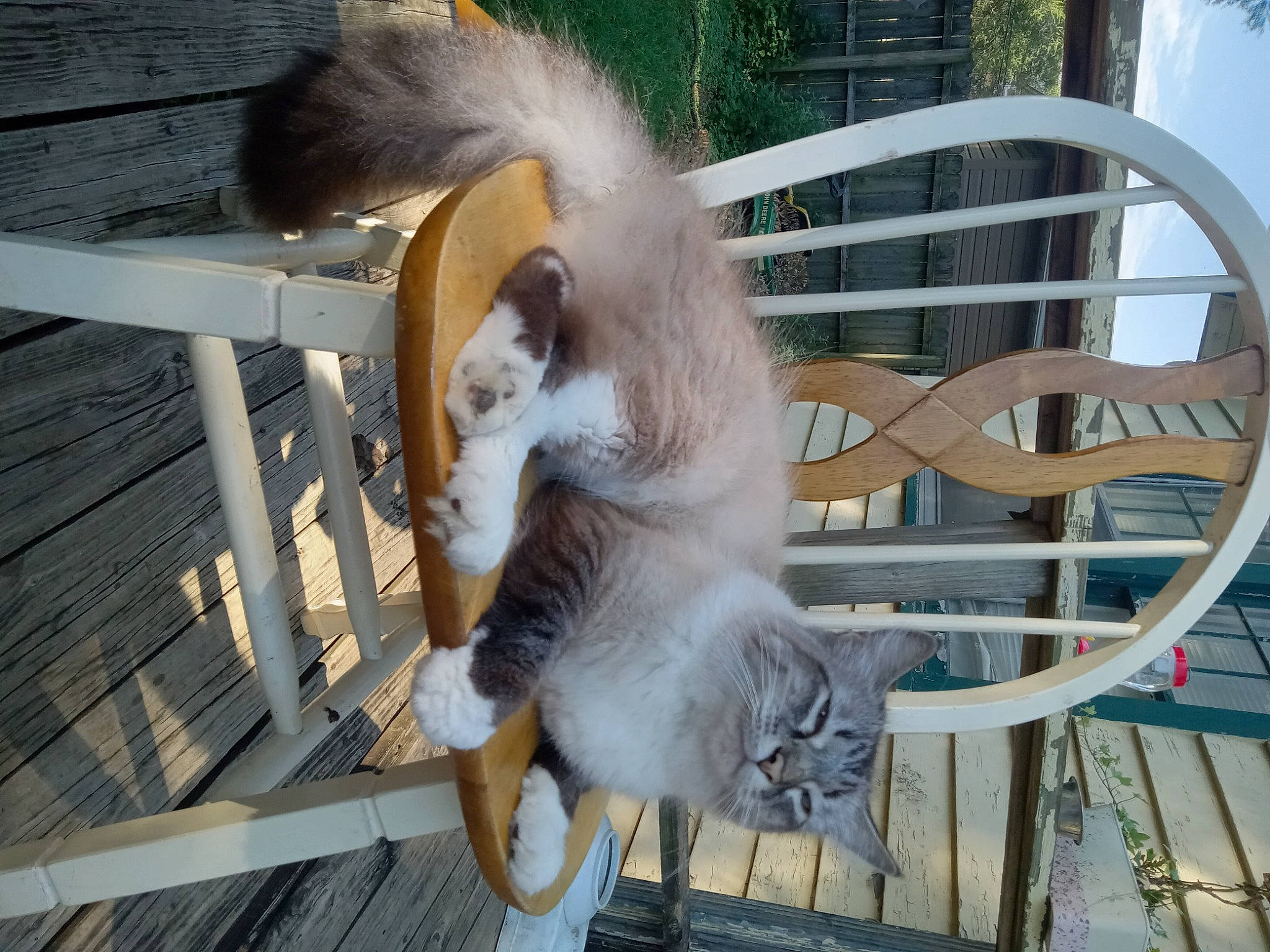 Erebus joined the competition — help win amazing prizes! canidae, carnivore, cat, companion_dog, dog_breed, domestic_short_haired_cat, fawn, felidae, fur, hardwood, lumber, metal, outdoor_furniture, plank, small_to_medium_sized_cats, tail, whiskers, wildlife, wood, working_animal