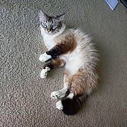 Erebus is registered to the contest to win money with this photo: cat, fluffy_cat, seal_point, blue_eyes, pet, animal, carpet, indoor, lying_down, relaxed, white_paws, dark_tail, long_fur, portrait, home, floor, feline, photograph, smartphone_screen, casual_photo