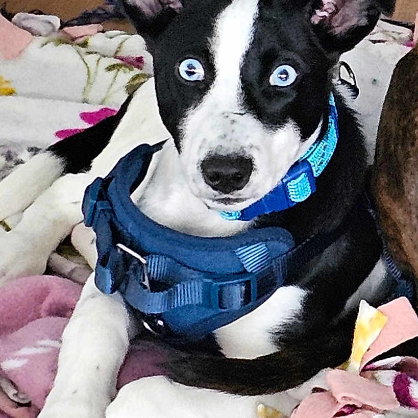Turnip is registered to the contest to win money with this photo: animal, black_and_white, blanket, blue_eyes, canine, collar, cute, dog, domestic_animal, ears, floor, fur, harness, indoor, looking_at_camera, paw, pet, portrait, resting, young_dog
