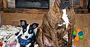 Turnip is registered to the contest to win money with this photo: black_and_white, blanket, blue_eyes, brindle, collar, cute, dog, dogs, domestic_animals, ears, fireplace, floor, fur, indoor, laying_down, living_room, pet, sitting, toy, wooden_cabinet
