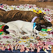 Turnip joined the competition — help win amazing prizes! animal, blanket, brown_dog, collar, companions, cozy, cute, dog, floor, floral_pattern, home, indoor, pet, puppy, relaxation, resting, sleeping, toy, white_dog, wooden_floor