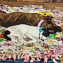 animal, blanket, brown_dog, collar, companions, cozy, cute, dog, floor, floral_pattern, home, indoor, pet, puppy, relaxation, resting, sleeping, toy, white_dog, wooden_floor