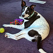 Turnip is registered to the contest to win money with this photo: dog, black_and_white, blue_eyes, collar, toy, rope_toy, tennis_ball, carpet, indoor, pet, looking_at_camera, relaxed, sitting, paw, tail, snout, ears, bright, floor_vent, household