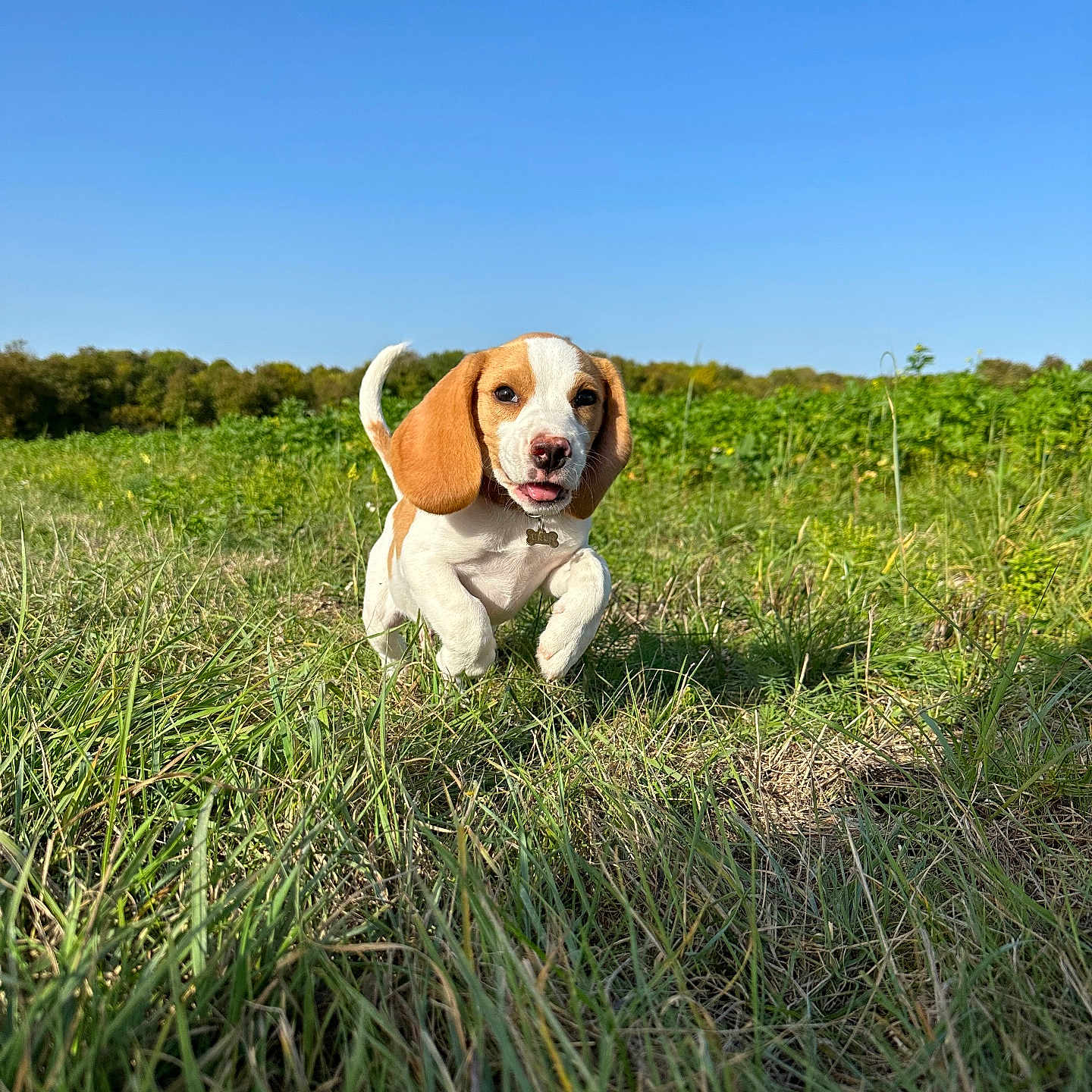Urus participe au concours pour gagner de l'argent avec cette photo : animal, beagle, bulldog, canine, countryside, dog, field, grass, grassland, green, hound, lawn, meadow, nature, outdoors, pet, plant, puppy, rural, whitedog