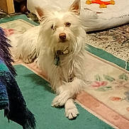 Elvis is registered to the contest to win money with this photo: dog, white_dog, long_hair, pet, indoor, rug, crossed_paws, toy, pet_bed, floor, collar, calm, relaxed, animal, domestic, furry, companion, home_interior, carpet, cute