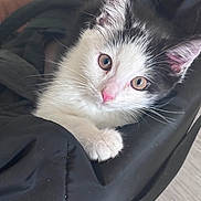 Dottie joined the competition — help win amazing prizes! kitten, cat, black_and_white, pet, animal, cute, whiskers, fur, pink_nose, ears, eyes, indoor, blanket, cozy, resting, closeup, young, domestic_cat, feline, soft