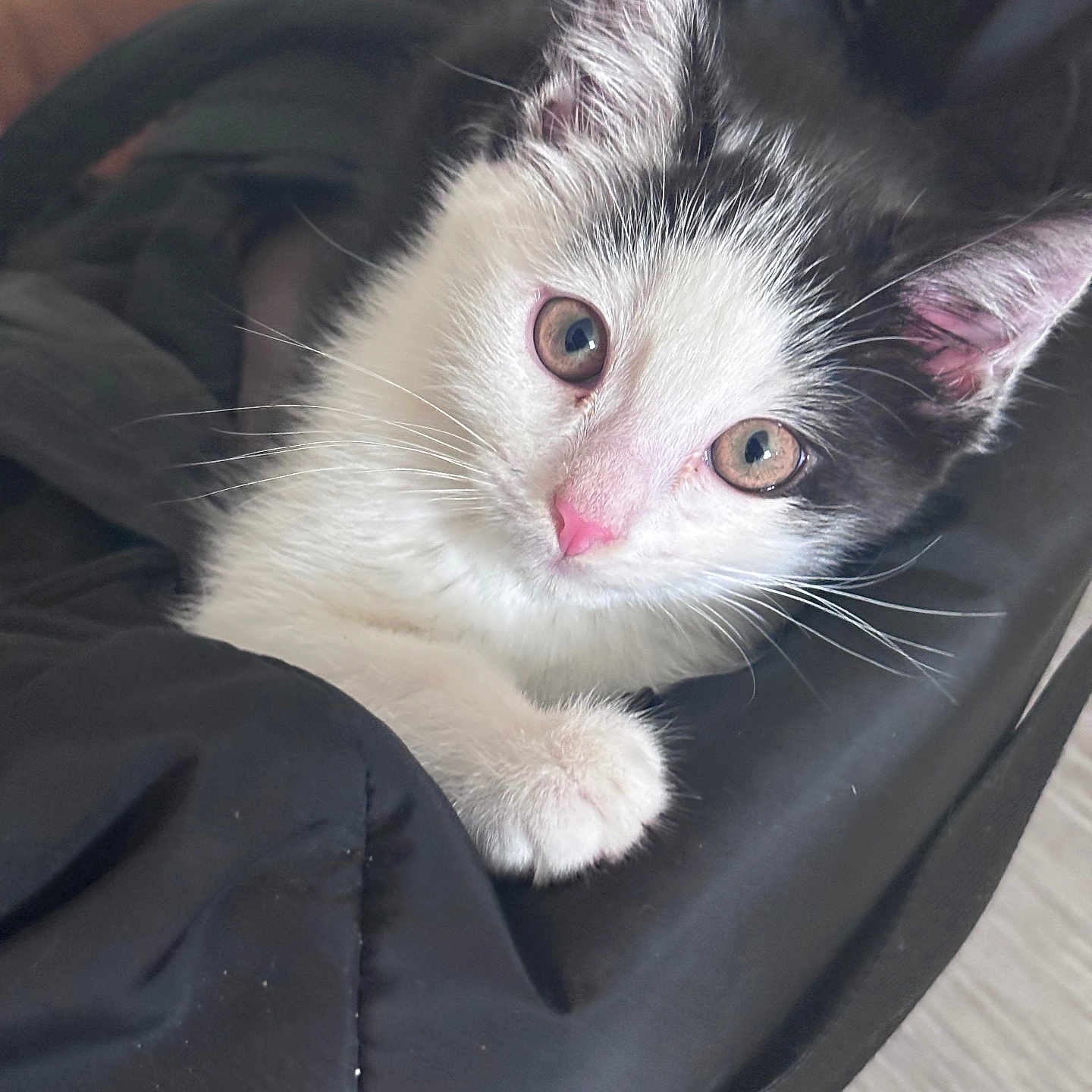 Dottie joined the competition — help win amazing prizes! kitten, cat, black_and_white, pet, animal, cute, whiskers, fur, pink_nose, ears, eyes, indoor, blanket, cozy, resting, closeup, young, domestic_cat, feline, soft
