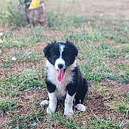 Onix a rejoint le concours — aidez-le/la à gagner de superbes lots ! puppy, dog, black_and_white, grass, outdoor, tongue_out, cute, animal, pet, sitting, fur, nature, young, small, playful, adorable, canine, happy, friendly, mammal