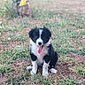 puppy, dog, black_and_white, grass, outdoor, tongue_out, cute, animal, pet, sitting, fur, nature, young, small, playful, adorable, canine, happy, friendly, mammal