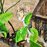 Amel participe au concours pour gagner de l'argent avec cette photo : animal, bark, branch, camouflage, cat, closeup, curious, feline, fur, garden, green_eyes, leaves, nature, outdoor, pet, plant, tabby, tree, whiskers, wildlife