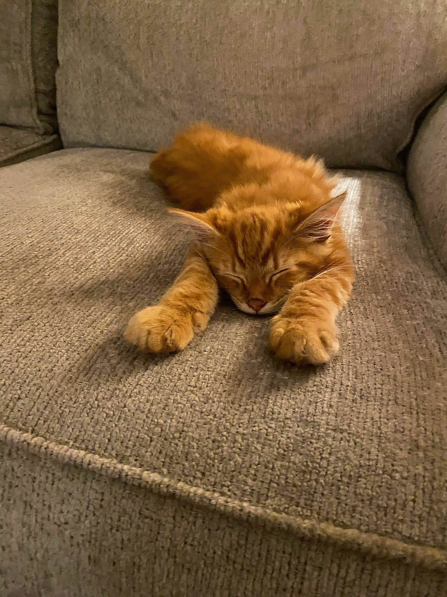 Cheddar is registered to the contest to win money with this photo: brown, carnivore, cat, claw, comfort, domestic_short_haired_cat, fawn, felidae, flooring, fur, hardwood, linens, paw, small_to_medium_sized_cats, tail, terrestrial_animal, textile, whiskers, wood, woven_fabric