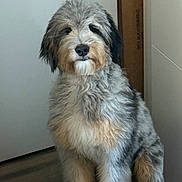 Milo is registered to the contest to win money with this photo: dog, indoor, fluffy, sitting, pet, canine, fur, gray, white, tan, animal, portrait, cute, calm, looking_at_camera, floor, domestic, companion, furry, friendly