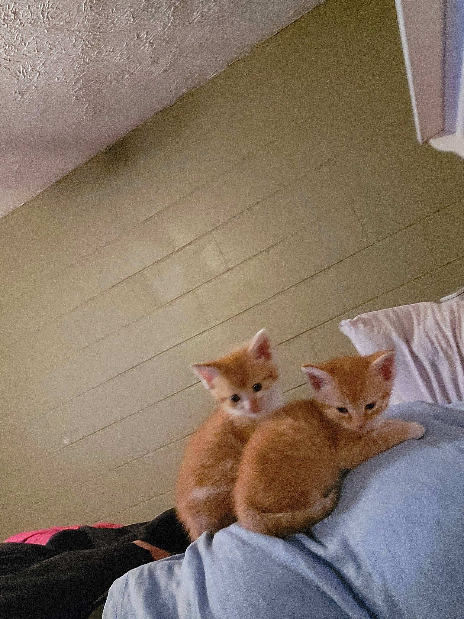 Tiger is registered to the contest to win money with this photo: bed, box, carnivore, cat, ceiling, comfort, domestic_short_haired_cat, fawn, felidae, flooring, fur, hardwood, paw, plaster, room, small_to_medium_sized_cats, tail, whiskers, wood