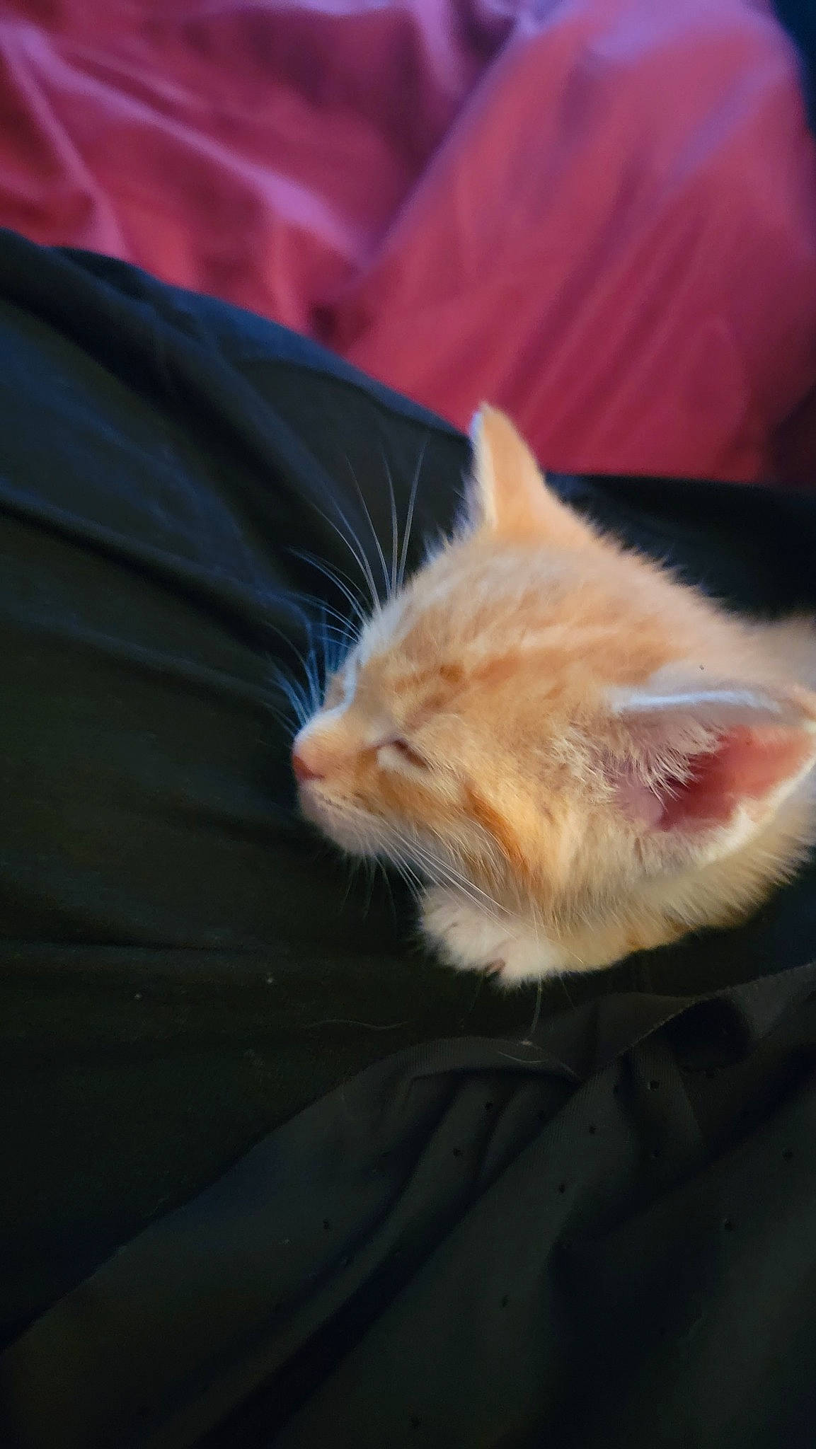 Tiger is registered to the contest to win money with this photo: carnivore, cat, claw, comfort, domestic_short_haired_cat, felidae, fur, human_leg, linens, paw, small_to_medium_sized_cats, snout, tail, whiskers, window, wood