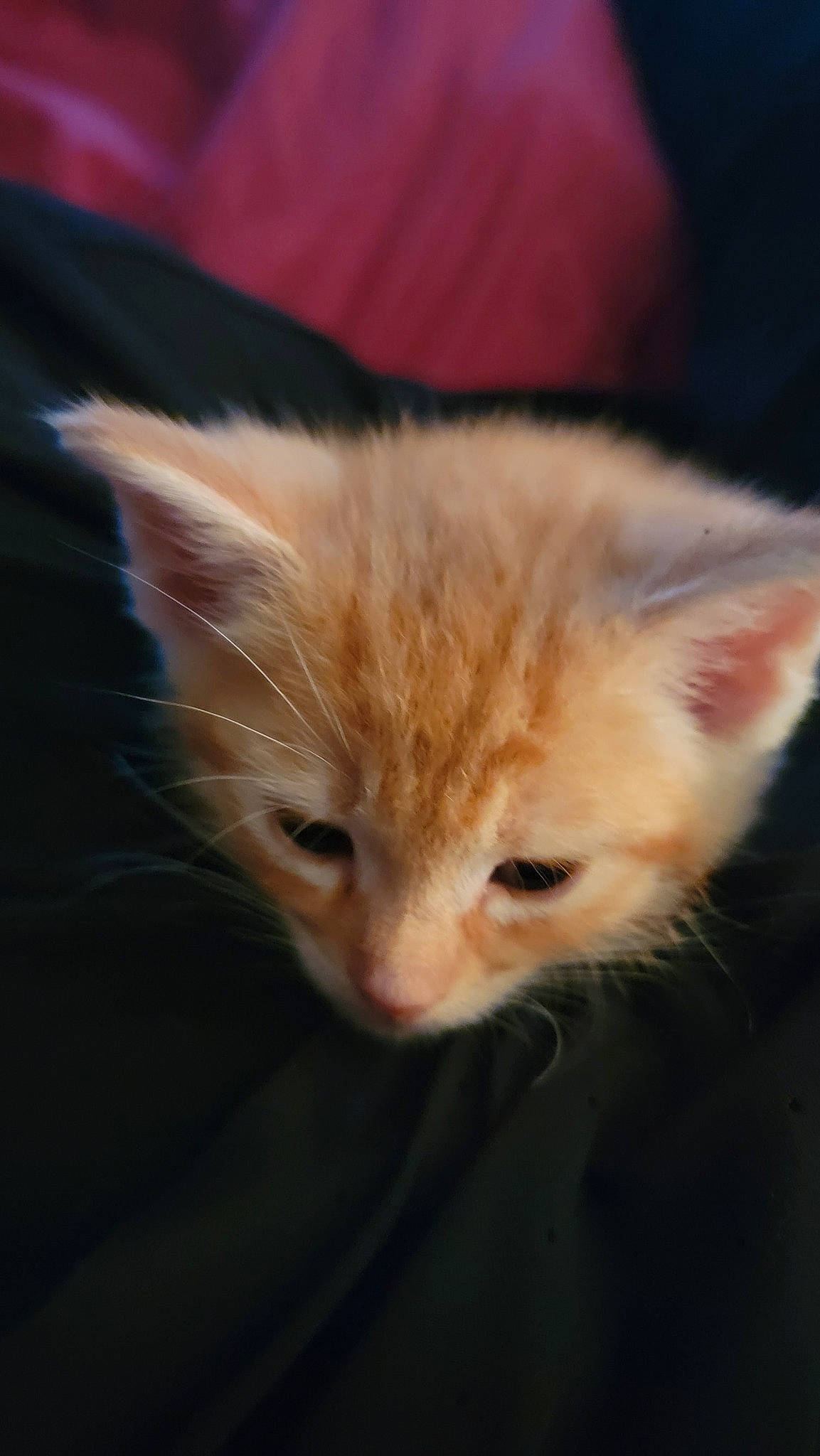 Tiger is registered to the contest to win money with this photo: carnivore, cat, claw, close_up, darkness, domestic_short_haired_cat, eye, fawn, felidae, fur, paw, plant, small_to_medium_sized_cats, snout, tail, tree, whiskers, wildlife, window, wood