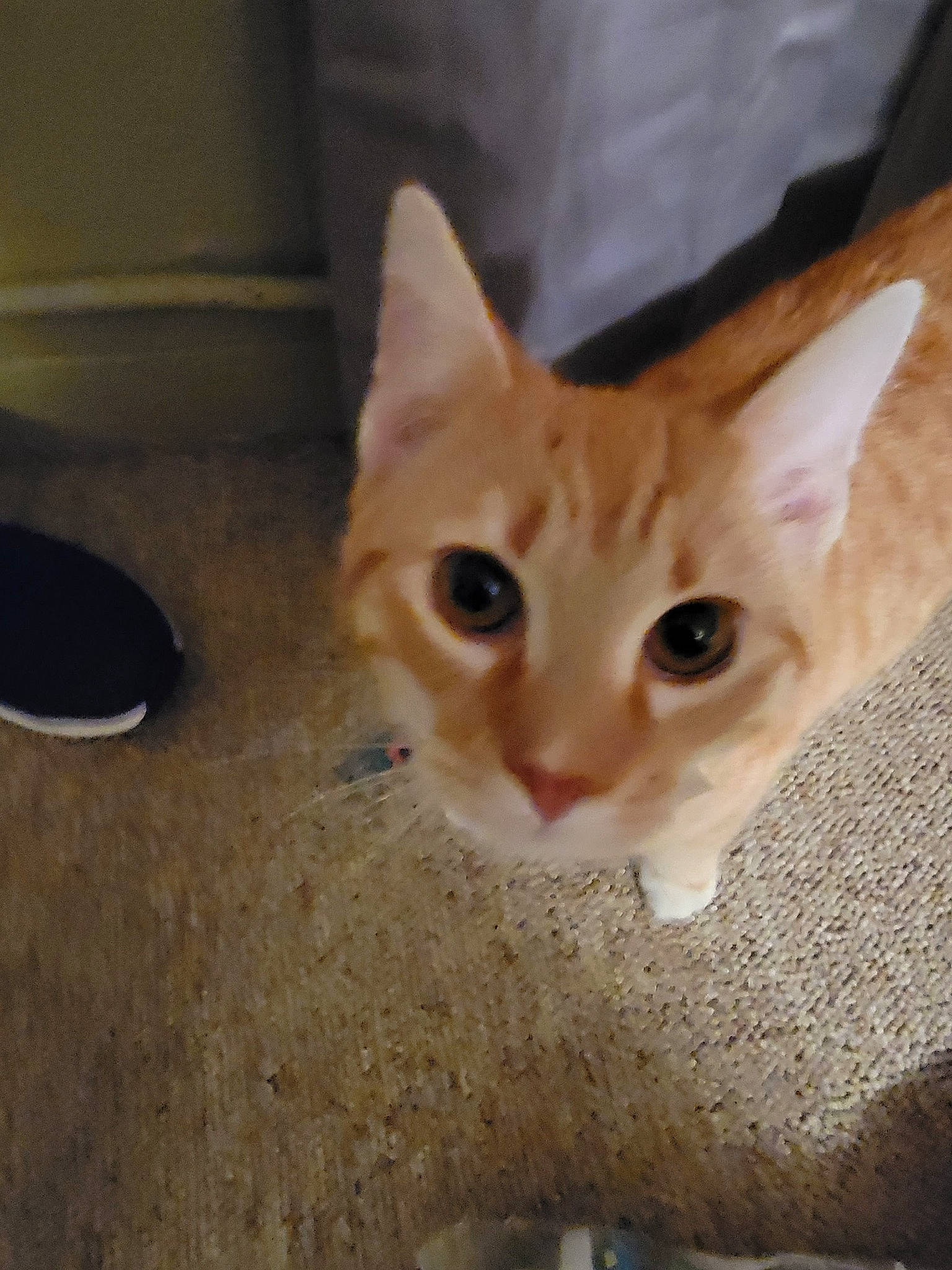 Tiger joined the competition — help win amazing prizes! carnivore, cat, domestic_short_haired_cat, fawn, felidae, flooring, fur, paw, small_to_medium_sized_cats, snout, tail, whiskers, wood