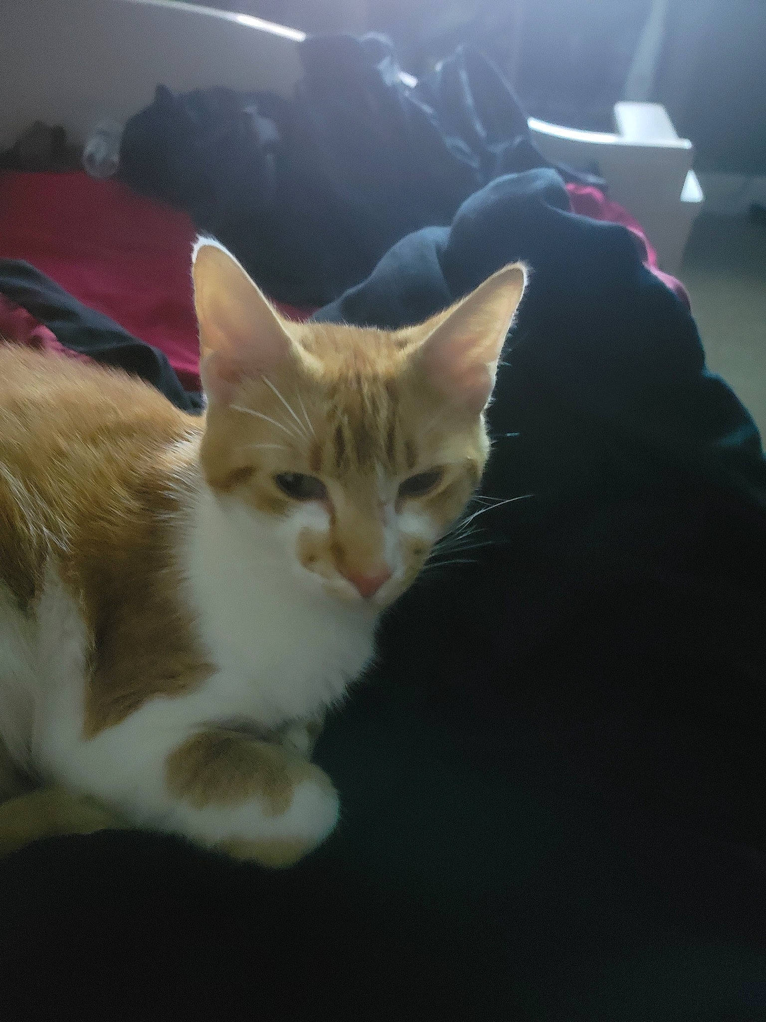 Tigger is registered to the contest to win money with this photo: carnivore, cat, domestic_short_haired_cat, fawn, felidae, fur, sitting, small_to_medium_sized_cats, tail, whiskers