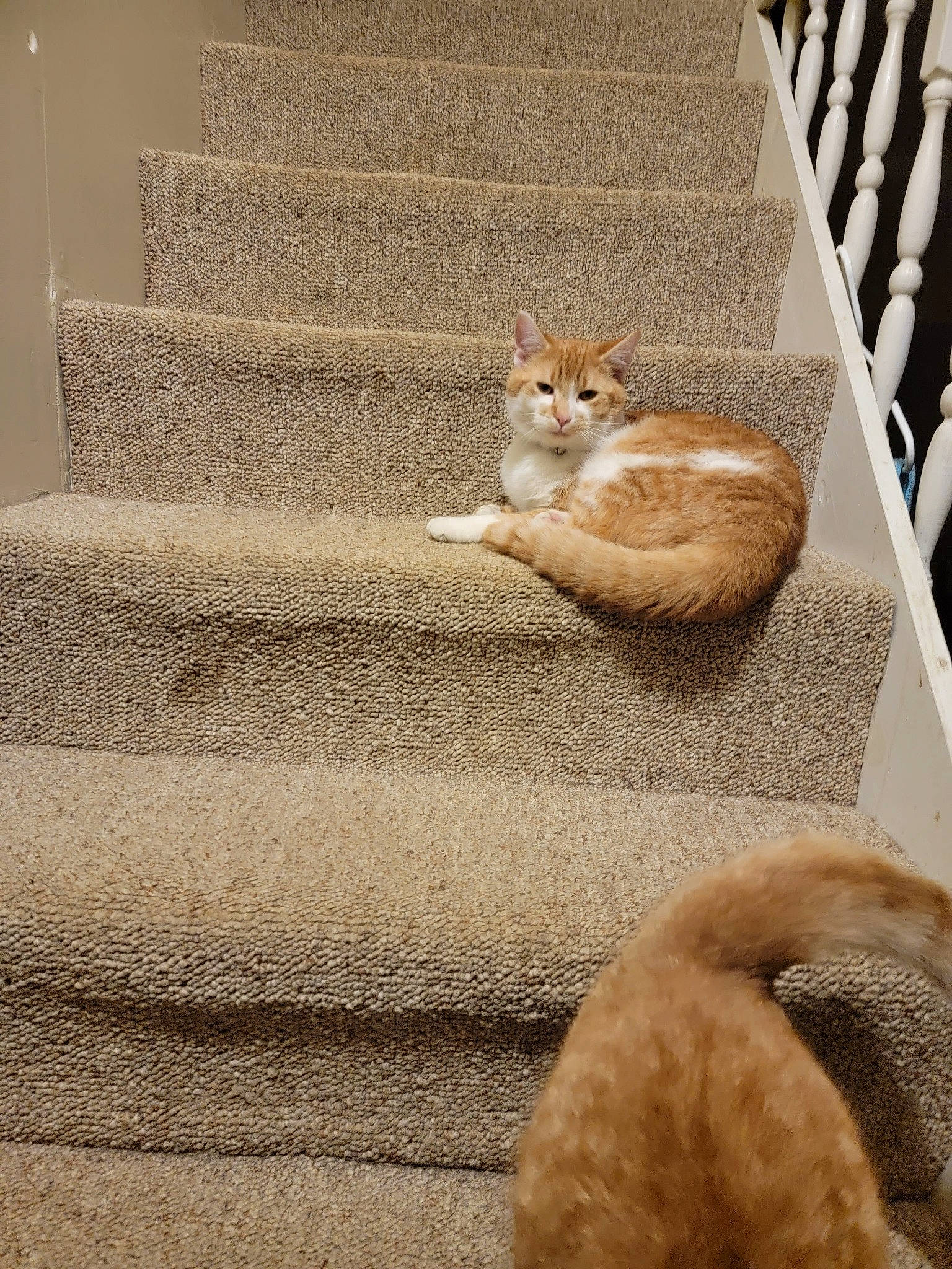 Tigger joined the competition — help win amazing prizes! brown, carnivore, cat, comfort, domestic_short_haired_cat, fawn, felidae, flooring, fur, linens, paw, small_to_medium_sized_cats, snout, stairs, tail, terrestrial_animal, textile, whiskers, window, wood