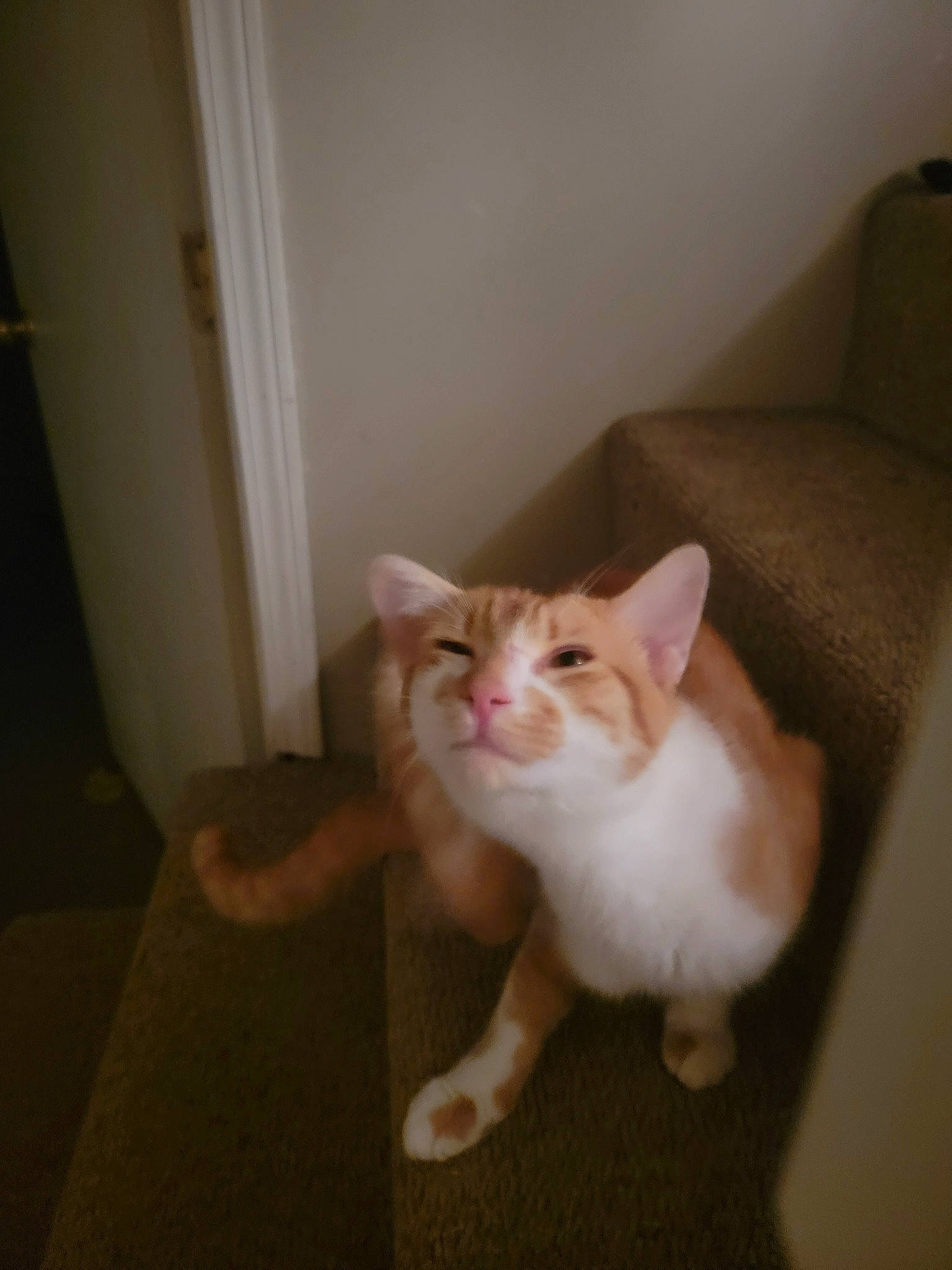 Tigger is registered to the contest to win money with this photo: box, carnivore, cat, comfort, domestic_short_haired_cat, door, fawn, felidae, floor, flooring, fur, hardwood, paw, room, sitting, small_to_medium_sized_cats, snout, tail, whiskers, wood