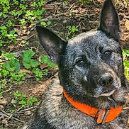 Smokey is registered to the contest to win money with this photo: dog, animal, pet, collar, outdoor, nature, greenery, earth, fur, ears, portrait, canine, closeup, curious, brown_eyes, daylight, ground, leafy, watchful, sitting