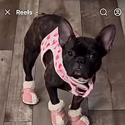 Mia is registered to the contest to win money with this photo: dog, french_bulldog, black_dog, pet_clothing, dog_booties, pink_booties, indoor, wooden_floor, small_dog, cute, pet, looking_up, dog_fashion, animal, domestic_animal, flooring, wearing_clothes, standing, ears_up, pet_accessory